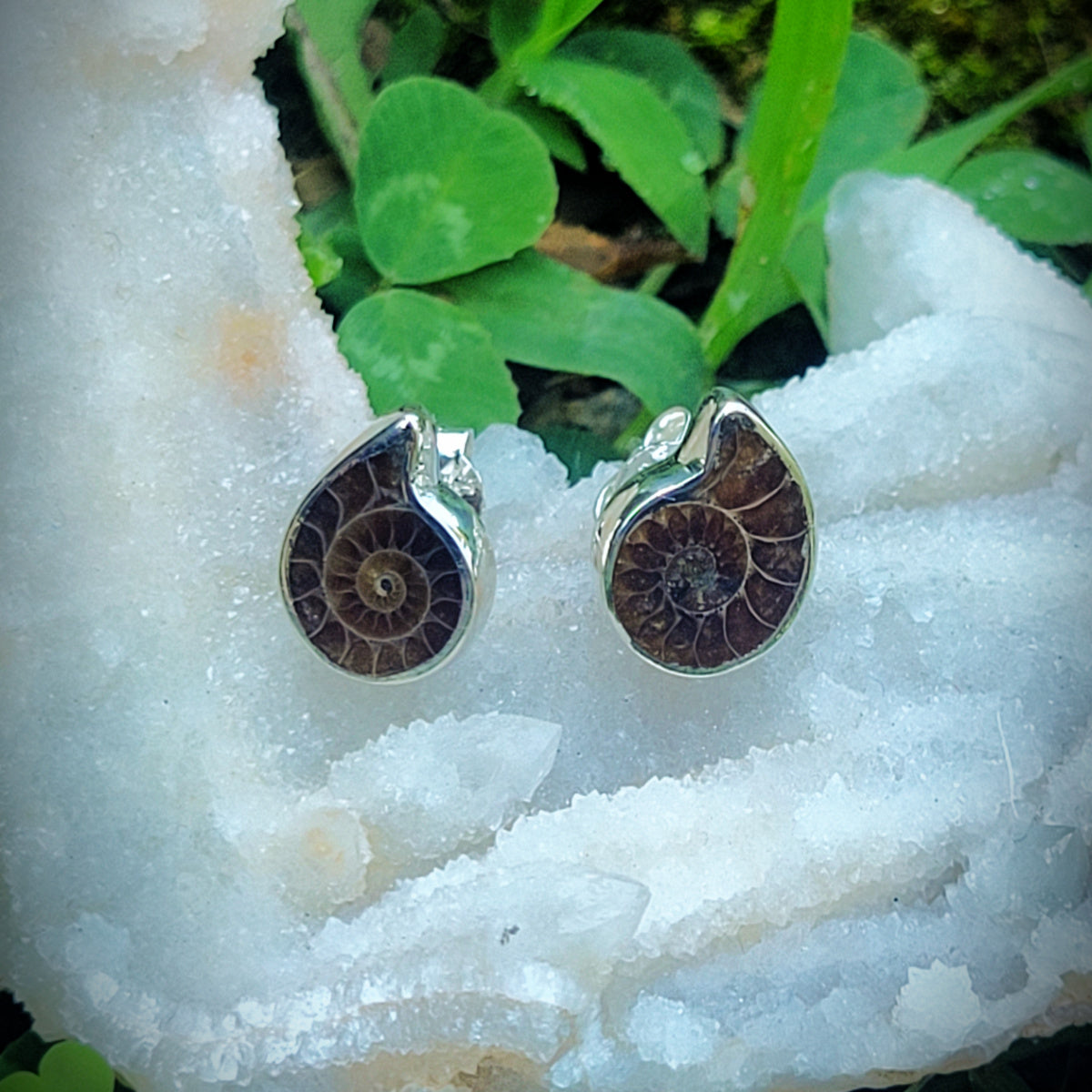 Fossil Ammonite popular Earrings post