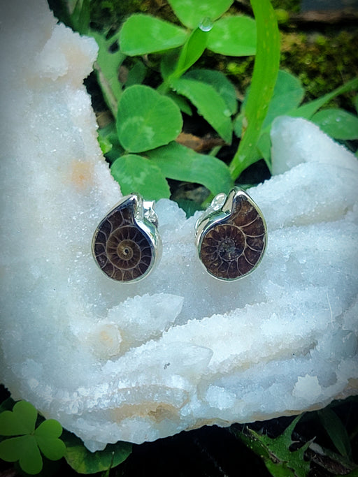 Ammonite Fossil Posts | Sterling Silver Stud Earrings | Light Years Jewelry